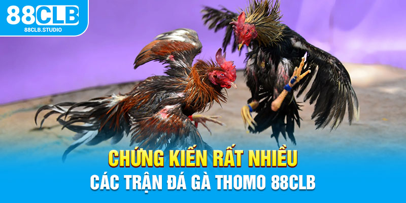 Chứng kiến rất nhiều các trận đá gà Thomo 88CLB